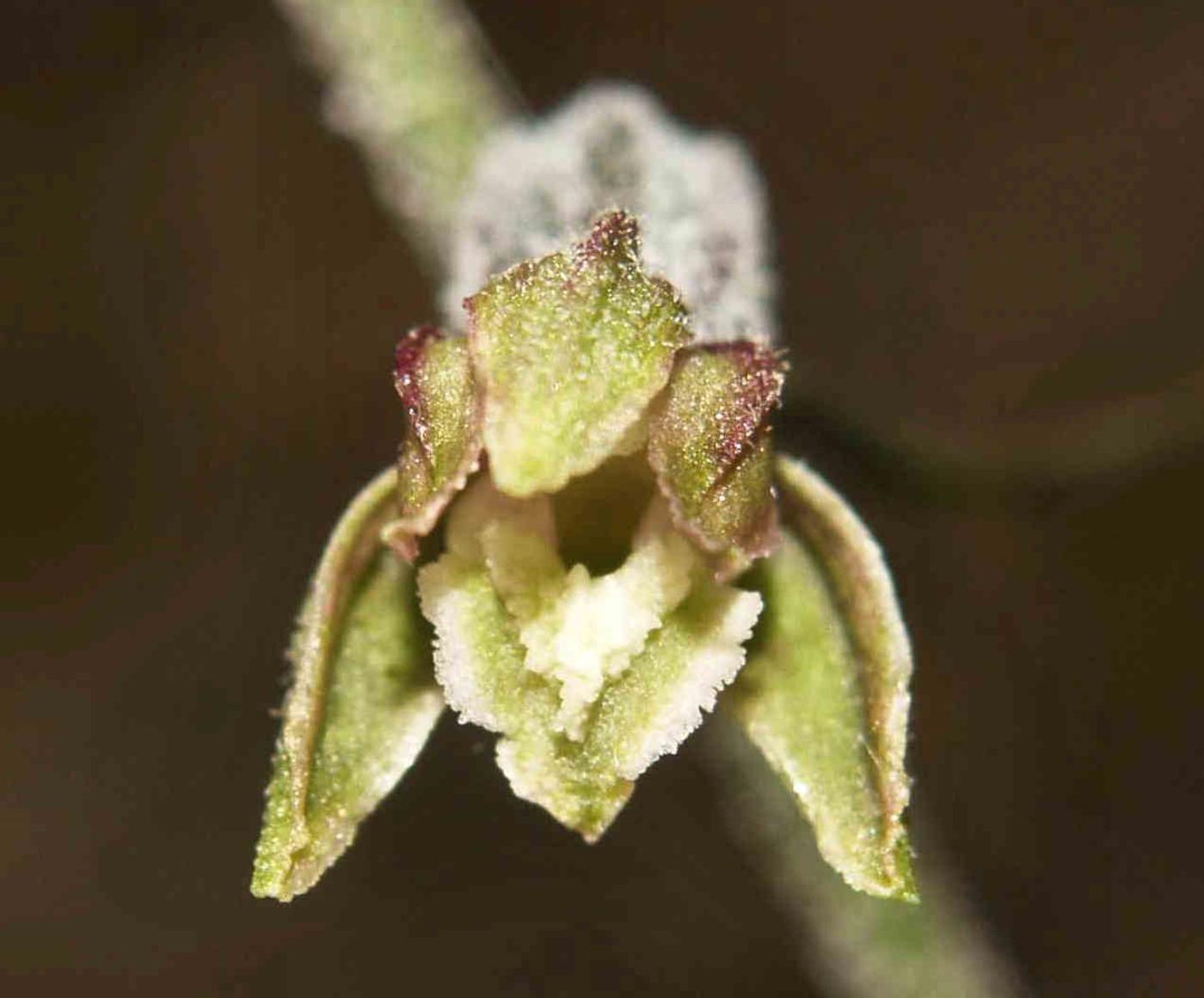 Helleborine, Tiny-leafed flower